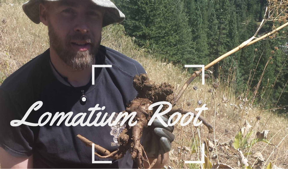Wild Harvesting Lomatium Root